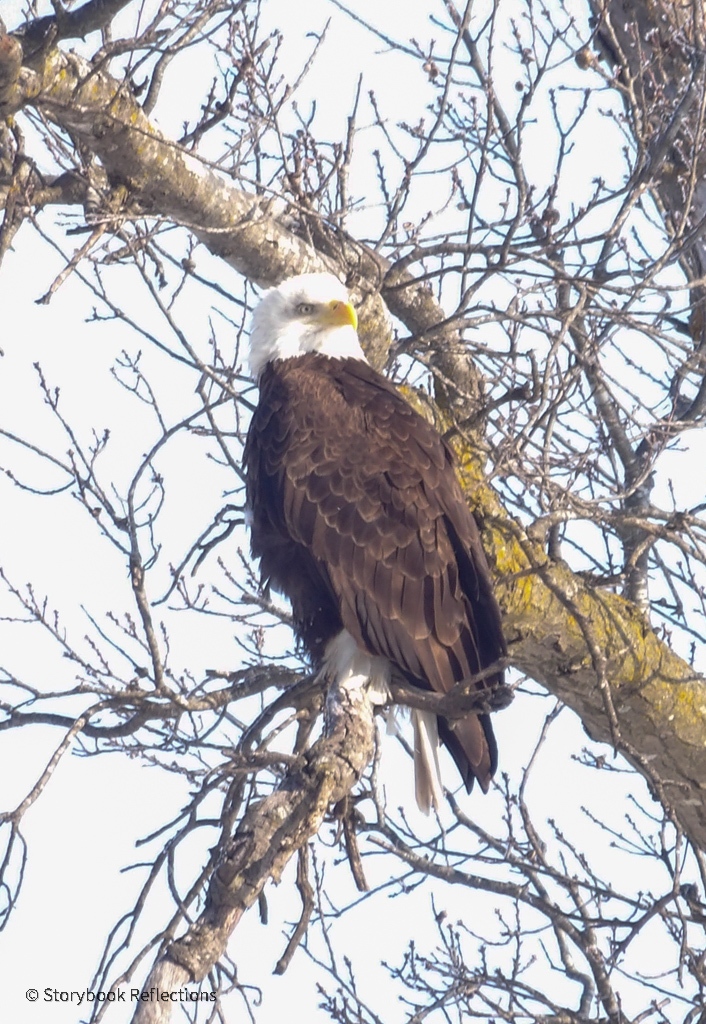 The Eagles Are Coming!